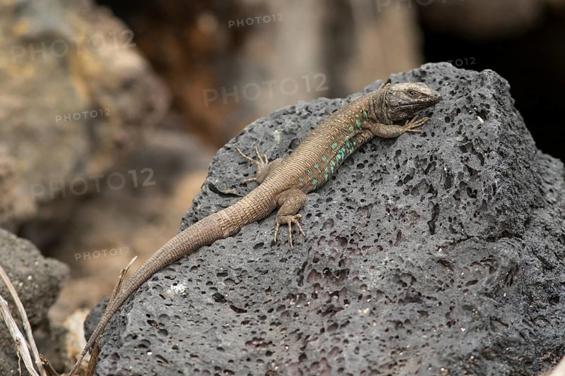 Atlantic lizard