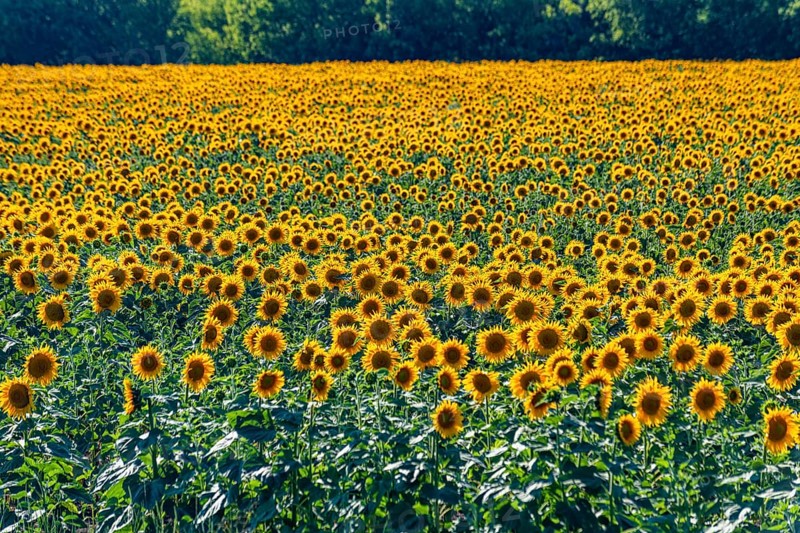 Field of sun flowers