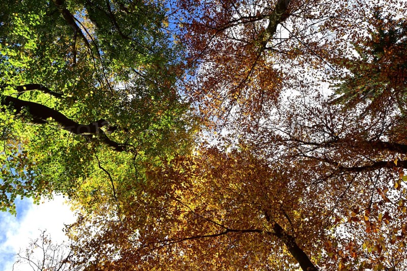 Tree tops in a mixed beech forest with autumn leaves against the sky