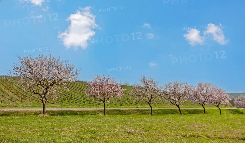 Almond blossom
