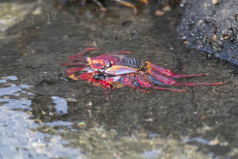 Red rock crab