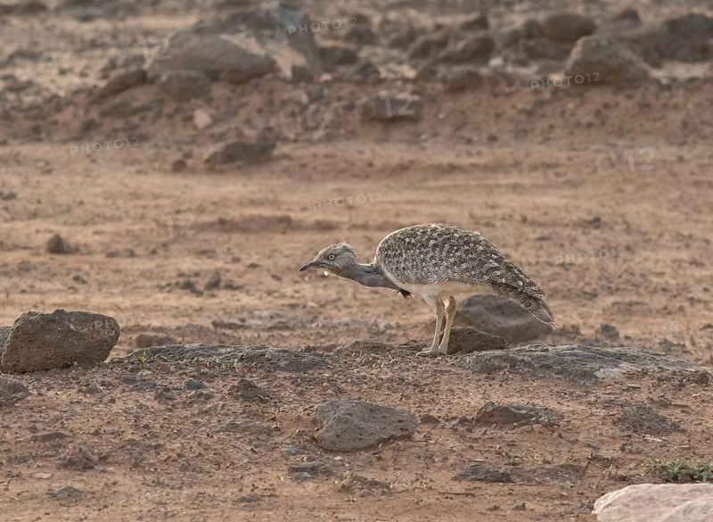 Rare Cantilever Bustard