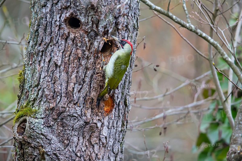 European green woodpecker