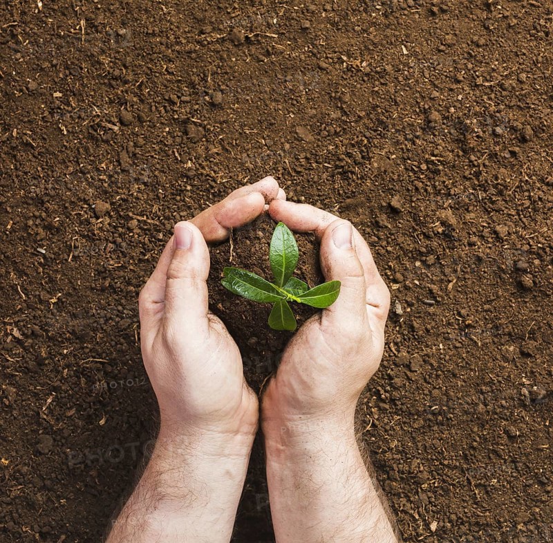 Gardener planting ground