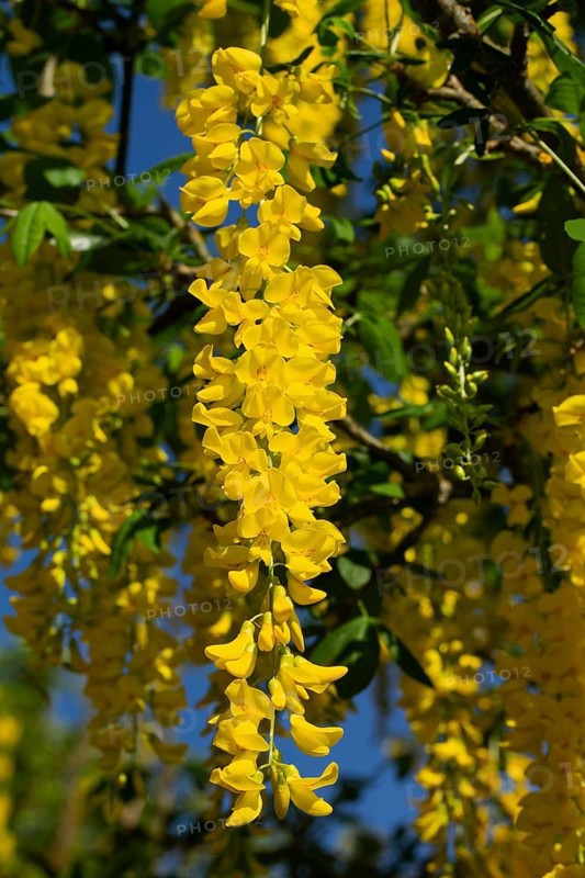 Golden rain flower panicle with a few open yellow flowers