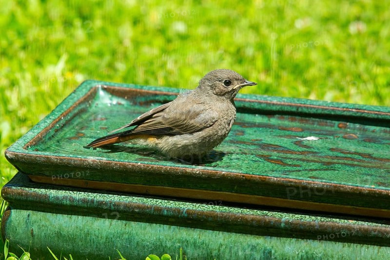 House Redstart standing in table with water looking right