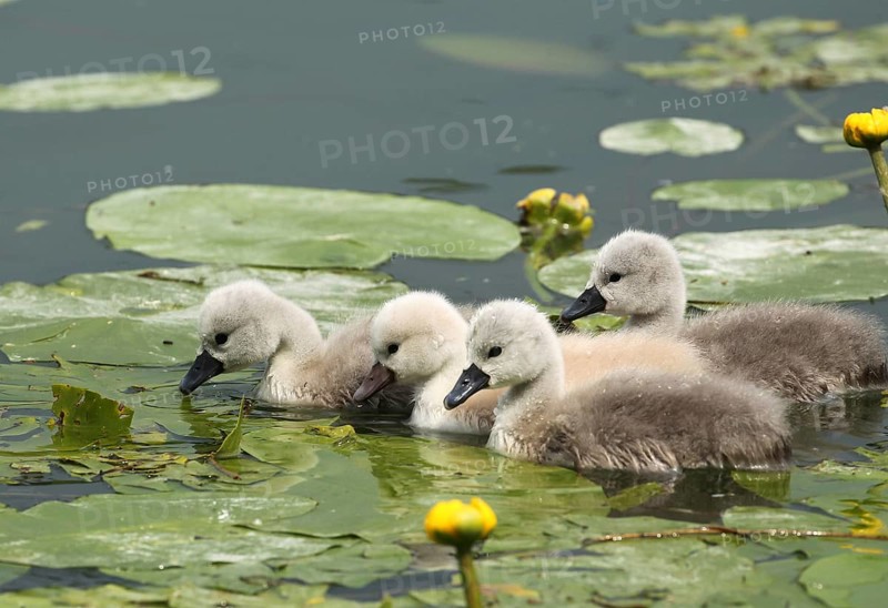 Mute swan