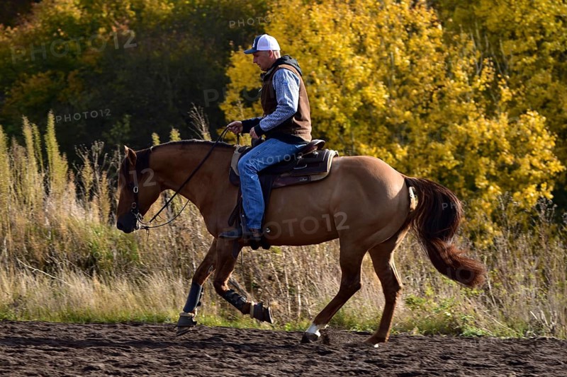 American Quarter Horse stallion training in canter