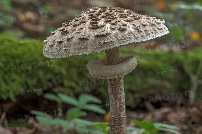 Shaggy parasol