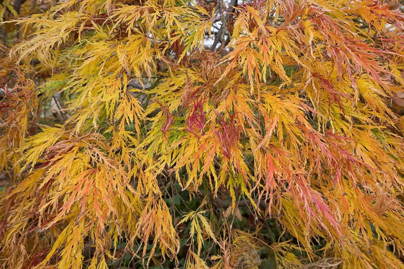 Slit-leaved fan maple