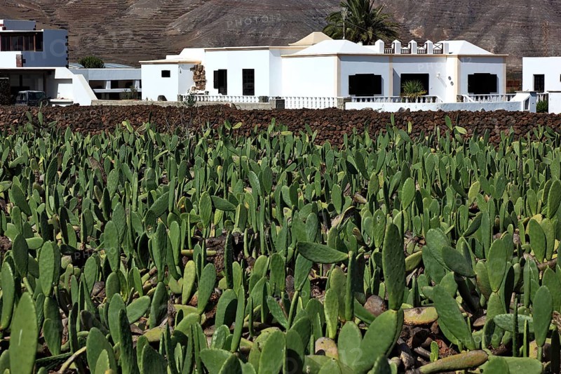 (Opuntia) plantations for the breeding of the cochineal scale insect, near Guatiza, Lanzarote, Canary Islands, Spain, Europe