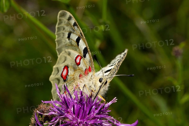 Apollo butterfly with half-open wings sitting on purple flower sucking from the front