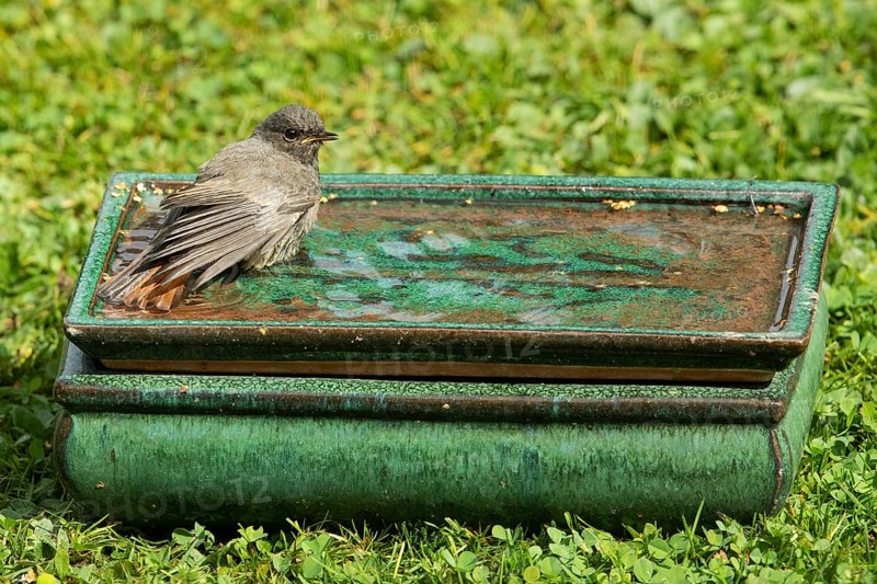 House Redstart with spread wings standing in table with water in green grass looking right