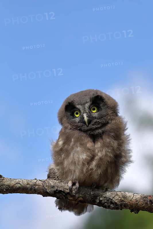 Tengmalm's Owl