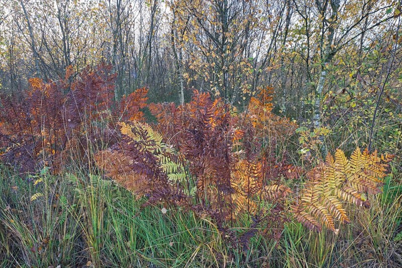 Royal fern