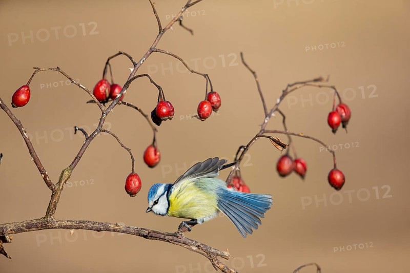 Blue tit