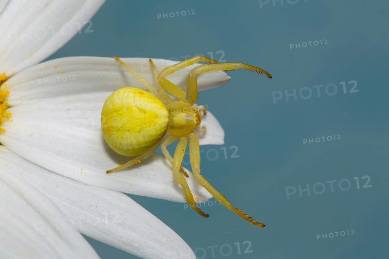 Variable crab spider yellow spider with legs spread sitting on white flower right seeing against blue sky