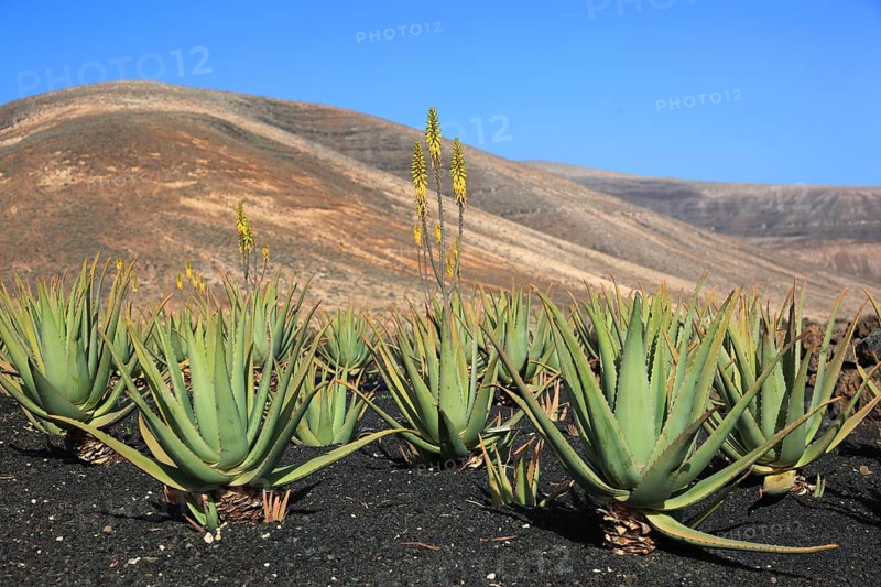 Aloe Vera Plantation at Orzola