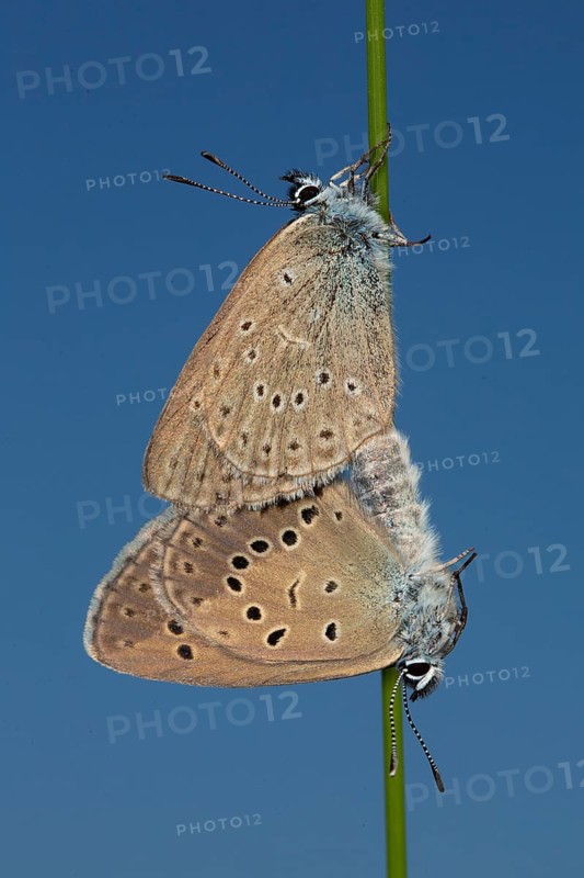 Mountain Alcon blue two moths mating hanging on green stalk seeing different in front of blue sky