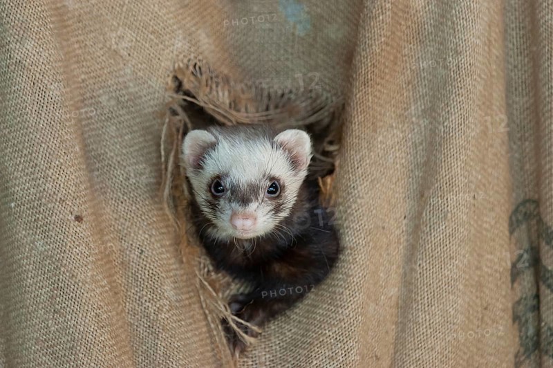 European ferret