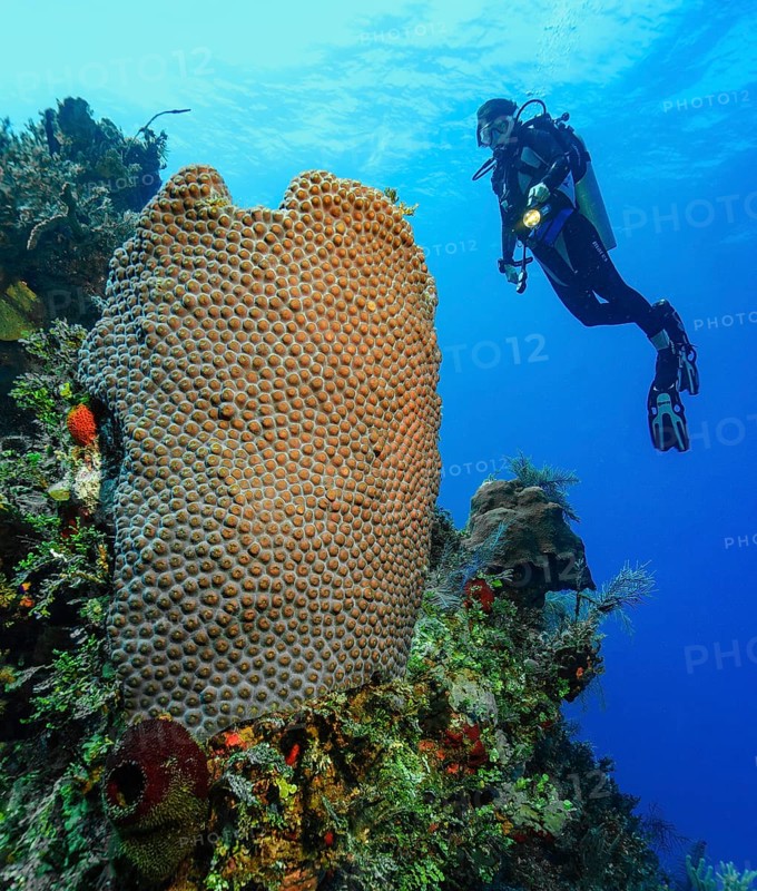 Diver looking at illuminated large polyp great star coral