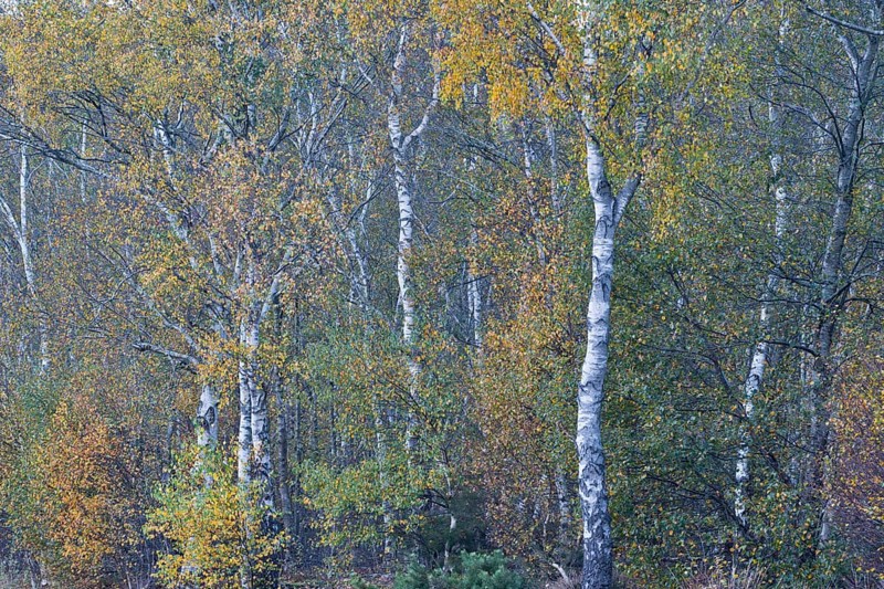 Warty birch