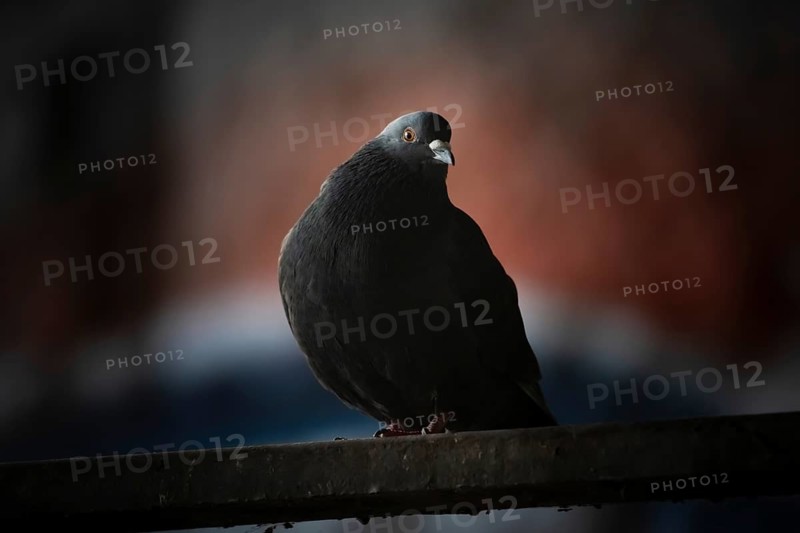 City domestic pigeon