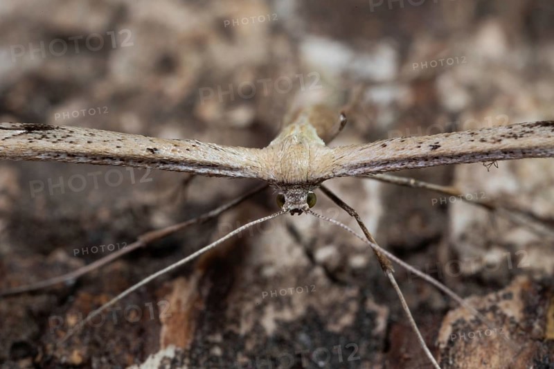 Feather moth Emmelina monodactyla Moth sitting on tree trunk looking from the front