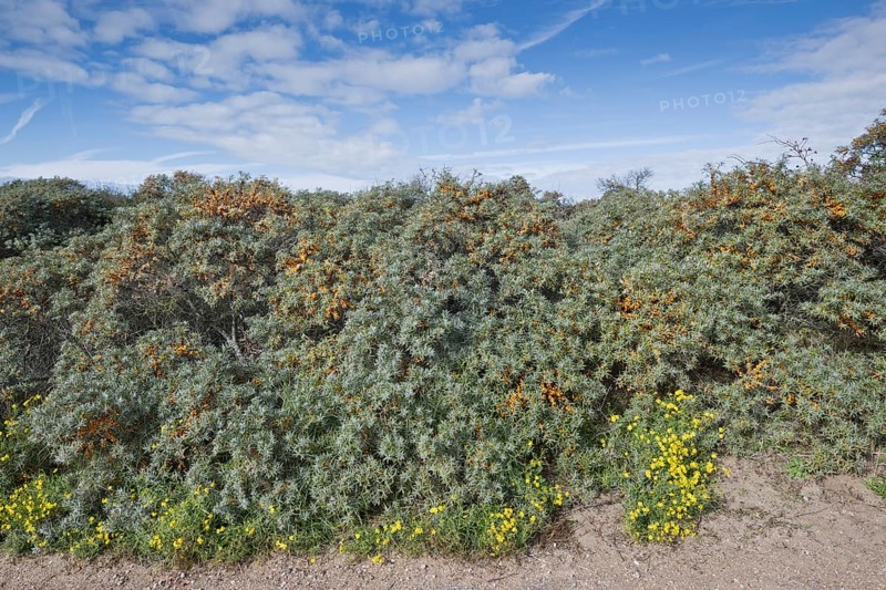 Beach dunes overgrown with sea buckthorn