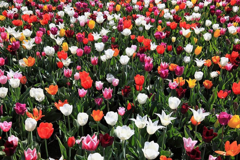Many colourful tulips in one area
