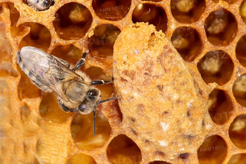 Honey bee sitting on comb next to queen cell seen on right side