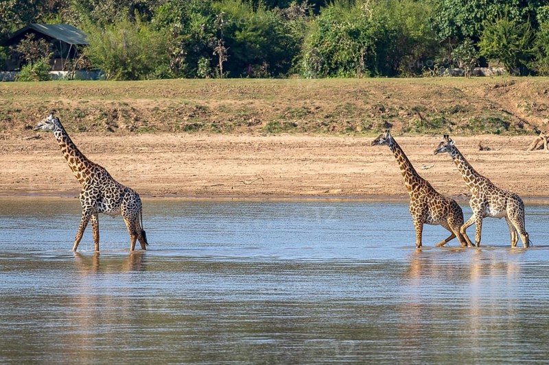 Rhodesian giraffe