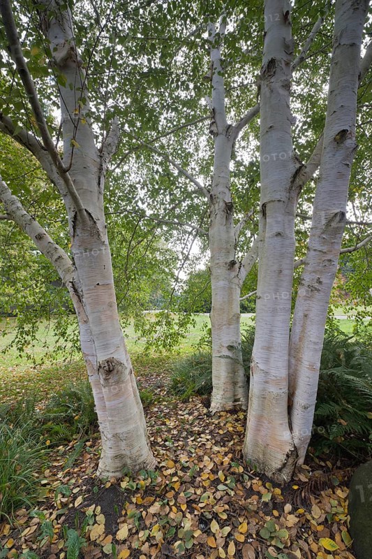 Himalayan birch