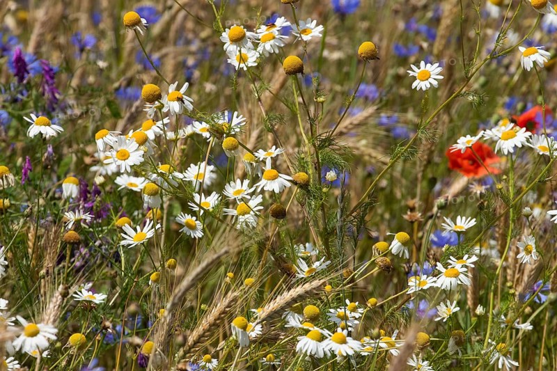 Field wild herbs blue