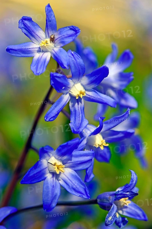 Alpine squill