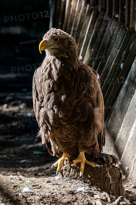 Eagle