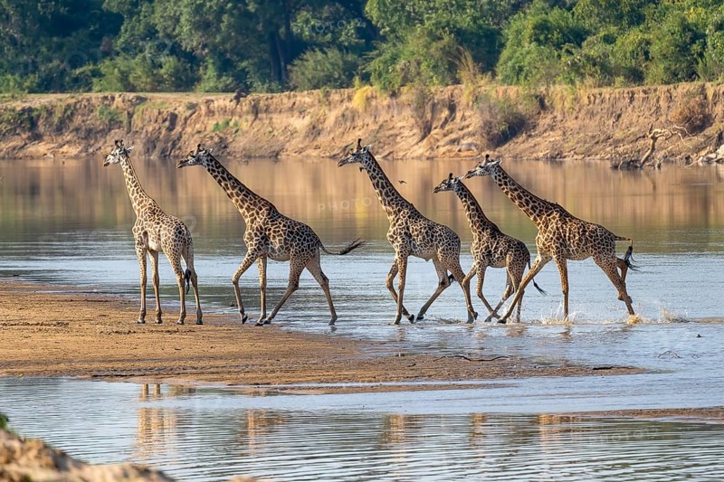 Rhodesian giraffe