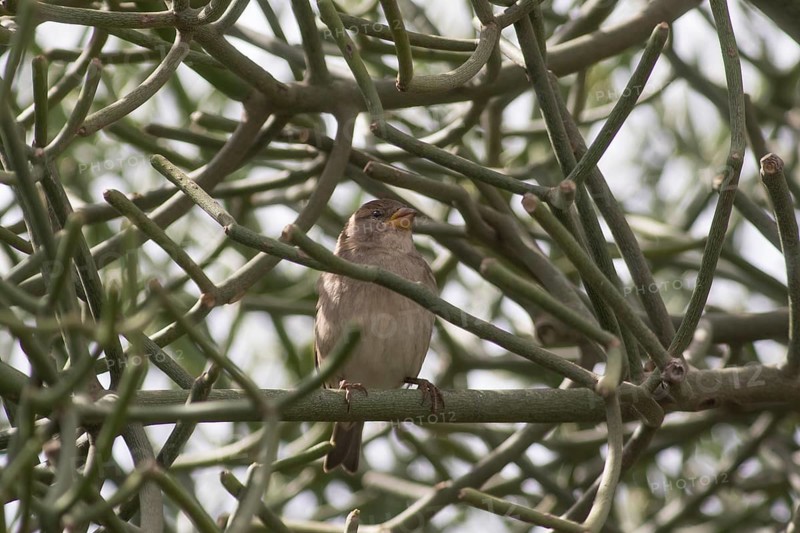 Spanish sparrow