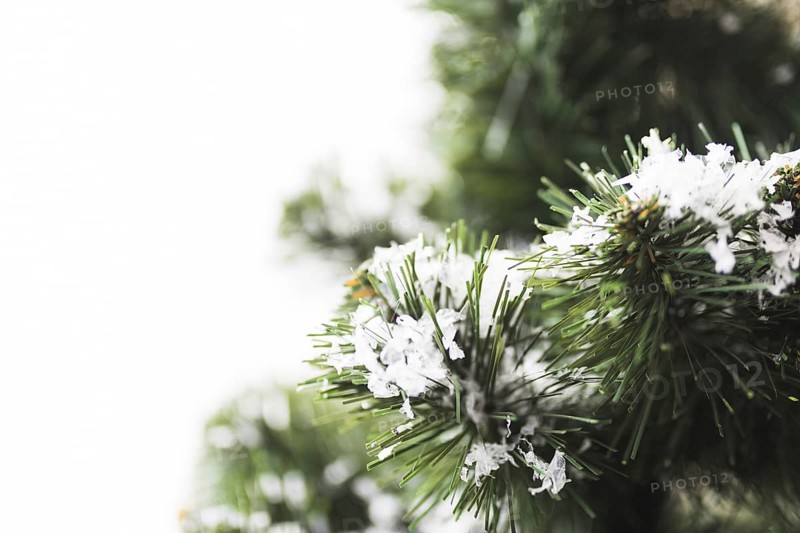Fir tree with snowflakes twigs