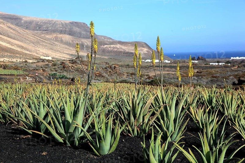 Aloe Vera Plantation at Orzola