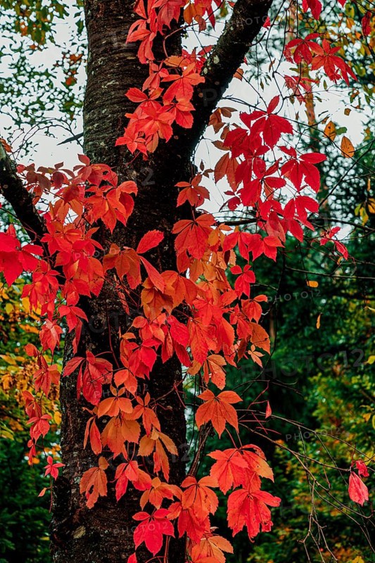 Virginia creeper