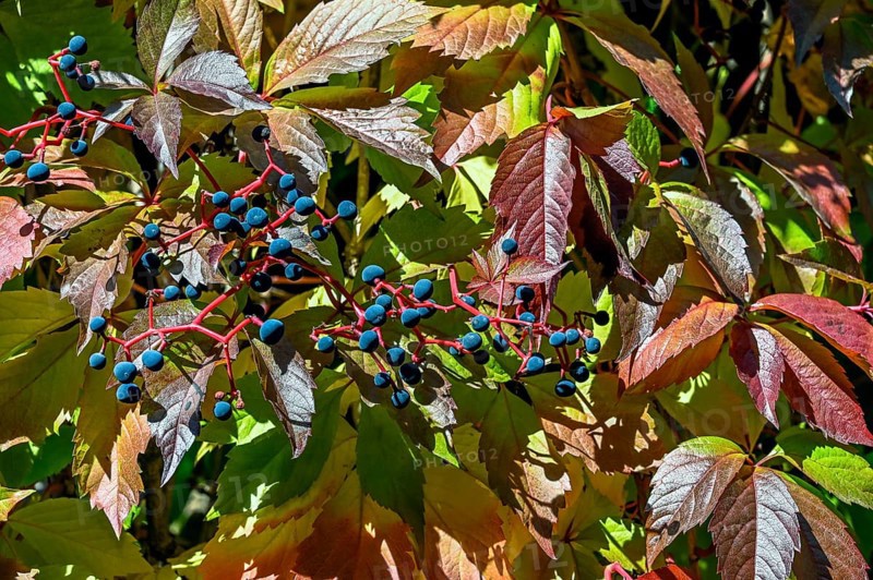 Overgrowth of vines