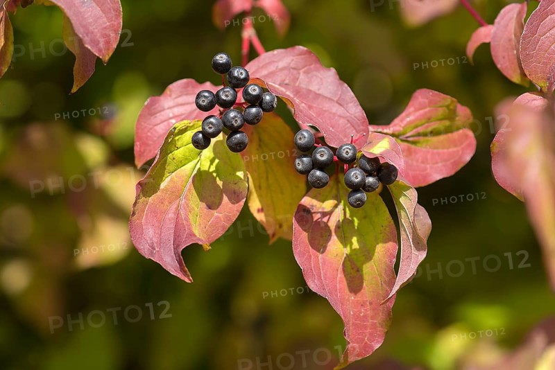 Fruits of the autumn red common dogwood