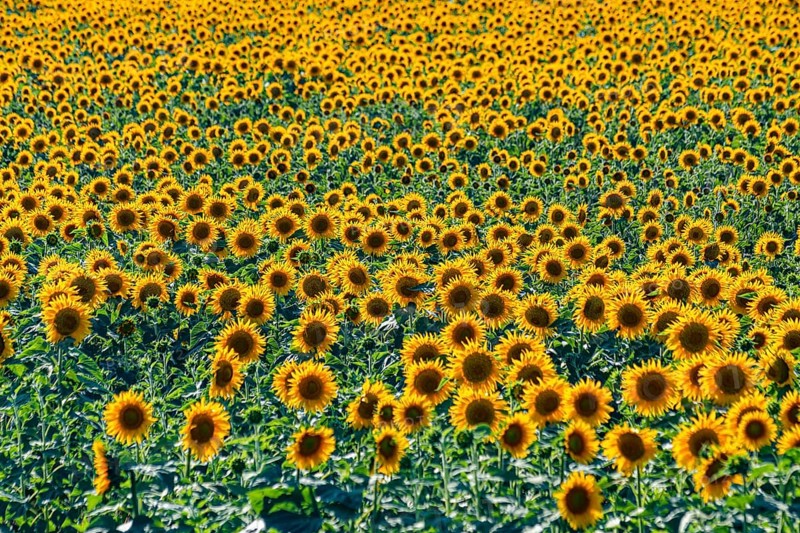 Field of sun flowers