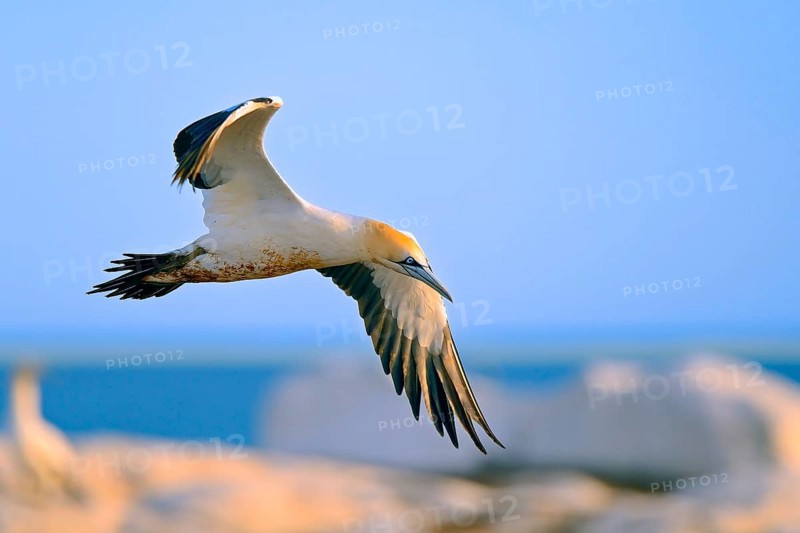 Cape Gannet