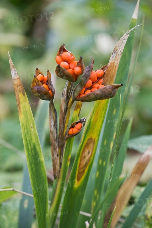 Stinking iris