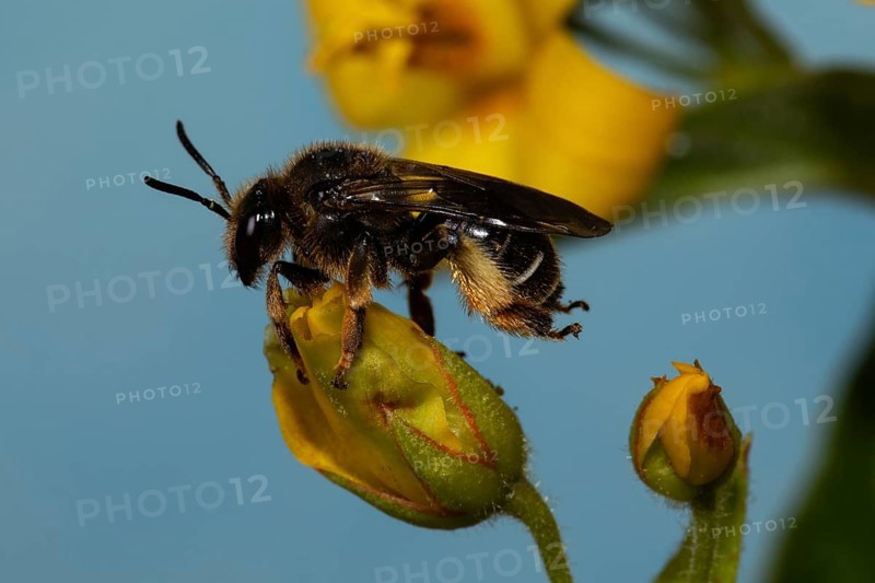 Alluvial Thigh Bee sitting on yellow flower left looking against blue sky