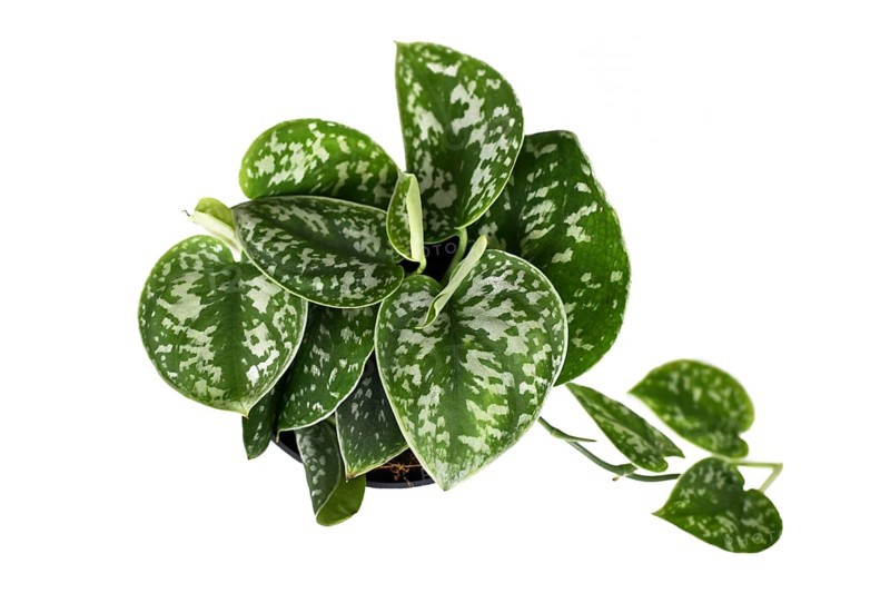 Whole Scindapsus Pictus Argyraeus tropical house plant
