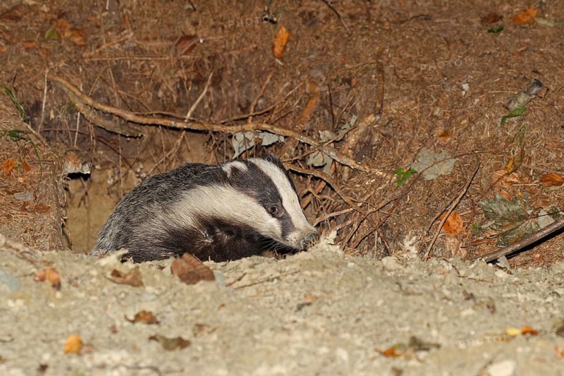 European badger