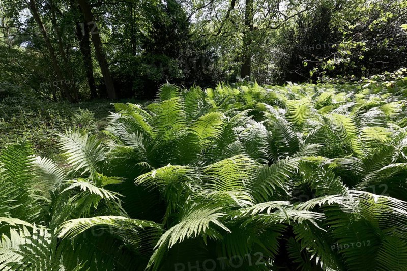 Ostrich fern